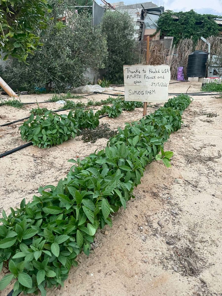 Garden bed with thank you sign